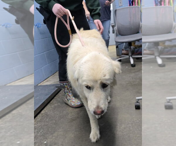 Medium Photo #3 Great Pyrenees-Unknown Mix Puppy For Sale in Evansville, IN, USA