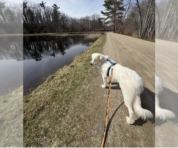 Medium Photo #7 Great Pyrenees Puppy For Sale in Spring, TX, USA