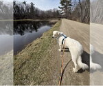 Small #6 Great Pyrenees