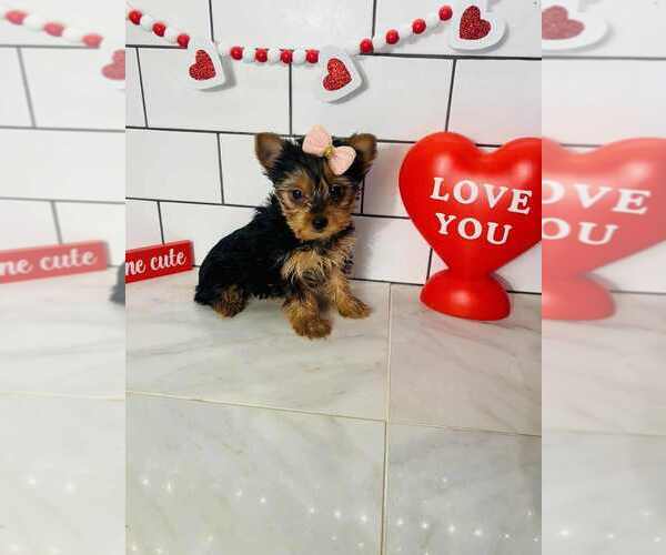 Medium Photo #1 Yorkshire Terrier Puppy For Sale in INDIANAPOLIS, IN, USA