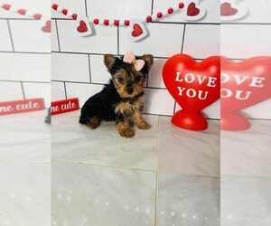 Yorkshire Terrier Puppy for sale in INDIANAPOLIS, IN, USA