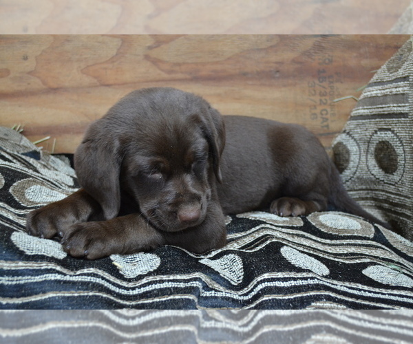 Medium Photo #3 Labrador Retriever Puppy For Sale in GREENWOOD, WI, USA