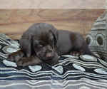Small #2 Labrador Retriever