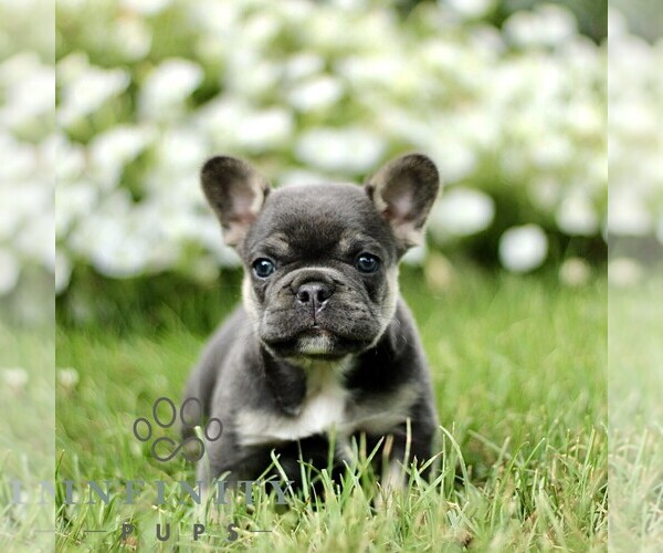 Medium Photo #1 French Bulldog Puppy For Sale in RONKS, PA, USA