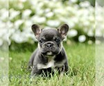 Small French Bulldog