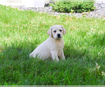 Small #6 Labrador Retriever