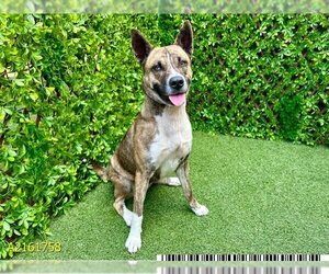 American Pit Bull Terrier-Huskies  Mix Dogs for adoption in West Palm Beach, FL, USA