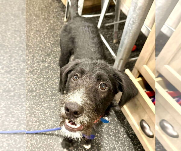 Medium Photo #9 Airedale Terrier-German Wirehaired Pointer Mix Puppy For Sale in Boonton, NJ, USA