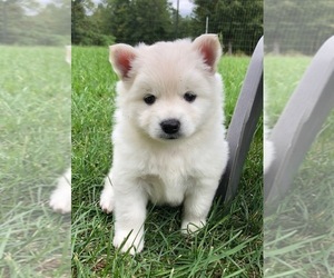 Pomsky Puppy for sale in SAVOY, MA, USA