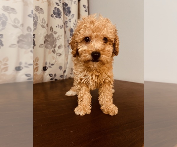 Medium Photo #5 Poodle (Toy) Puppy For Sale in DURHAM, CT, USA