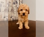 Small #4 Poodle (Toy)