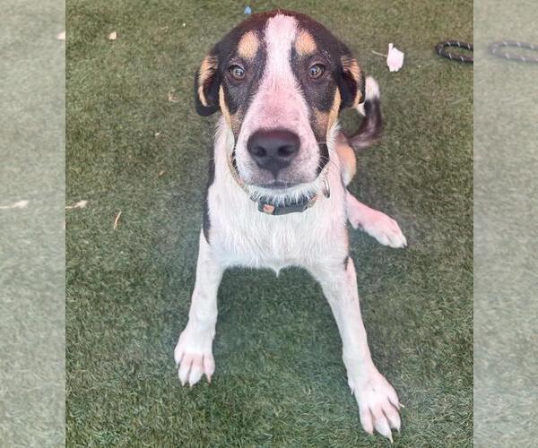 Medium Photo #3 Catahoula Leopard Dog-Unknown Mix Puppy For Sale in Rockwall, TX, USA