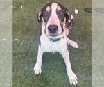 Small #2 Catahoula Leopard Dog Mix