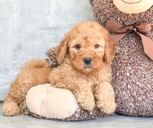 Goldendoodle Puppy for sale in CLEVELAND, NC, USA
