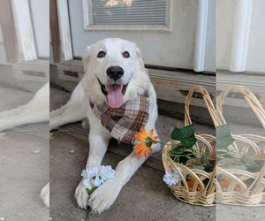 Great Pyrenees Dogs for adoption in Bend, OR, USA