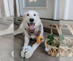 Cirilla - Female Great Pyrenees Dog for Adoption - Small photo