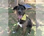 Small #2 American Staffordshire Terrier-German Shepherd Dog Mix