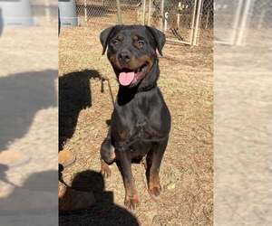 Rottweiler Dogs for adoption in Hillsboro, NH, USA