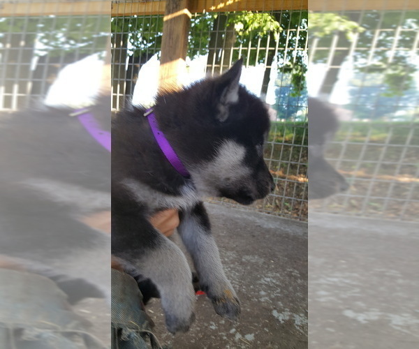 Medium Photo #7 German Shepherd Dog-Wolf Hybrid Mix Puppy For Sale in DALTON, OH, USA