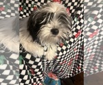 Small #10 Shorkie Tzu