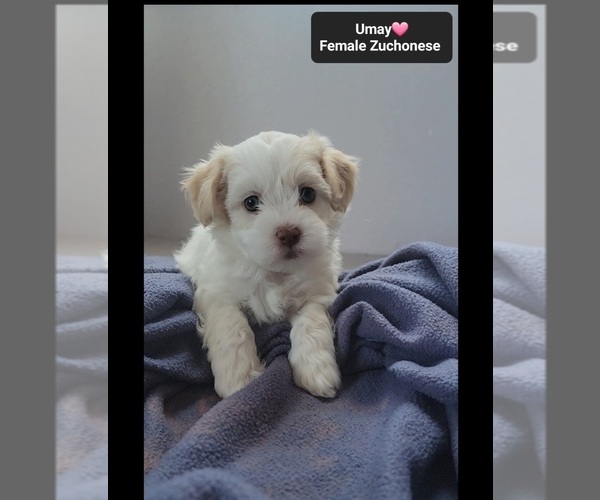 Medium Photo #2 Havanese-Zuchon Mix Puppy For Sale in TUCSON, AZ, USA