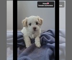 Small #1 Havanese-Zuchon Mix