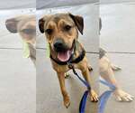 Small #3 Labrador Retriever Mix