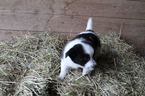 Puppy 3 Jack Russell Terrier-Unknown Mix