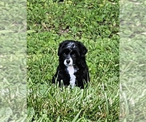 Chinese Crested Puppy for sale in MC DERMOTT, OH, USA