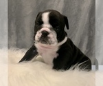 Small Photo #4 Bulldog Puppy For Sale in JACKSONVILLE, FL, USA
