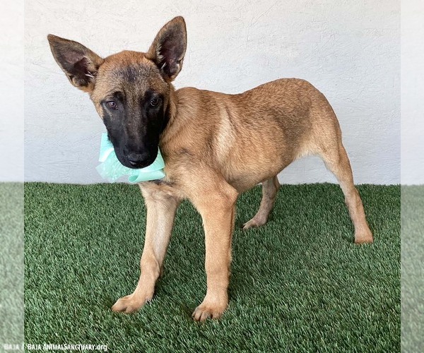 Medium Photo #3 German Shepherd Dog-Unknown Mix Puppy For Sale in San Diego, CA, USA