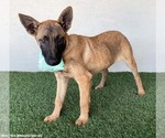 Small #2 German Shepherd Dog Mix
