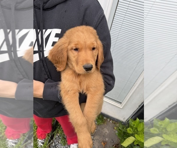 Medium Photo #15 Golden Retriever Puppy For Sale in CHAMPIONS GATE, FL, USA