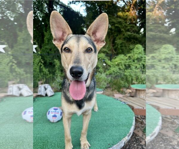 Medium Photo #6 Mutt Puppy For Sale in Euless, TX, USA