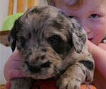 Small Photo #2 Labradoodle Puppy For Sale in ALBUQUERQUE, NM, USA