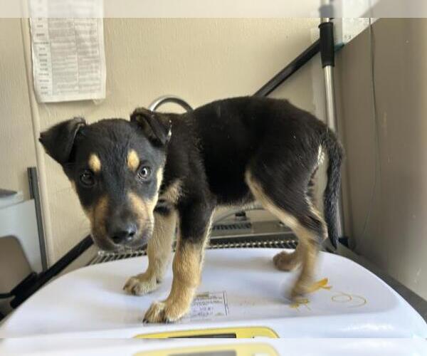 Medium Photo #1 Labrador Retriever-Unknown Mix Puppy For Sale in Visalia, CA, USA