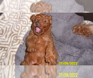 Poodle (Miniature) Puppy for sale in DULUTH, GA, USA
