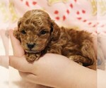 Small #3 Poodle (Toy)