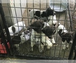 Small Photo #1 German Shorthaired Pointer Puppy For Sale in ARGONNE, WI, USA