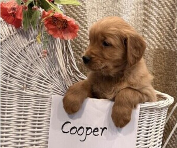 Medium Photo #2 Golden Retriever Puppy For Sale in OWEN, WI, USA