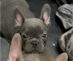 Small Photo #3 French Bulldog Puppy For Sale in MONTEREY PARK, CA, USA
