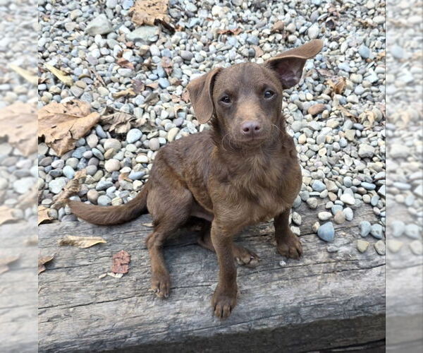 Medium Photo #3 Mutt Puppy For Sale in Woodsfield, OH, USA