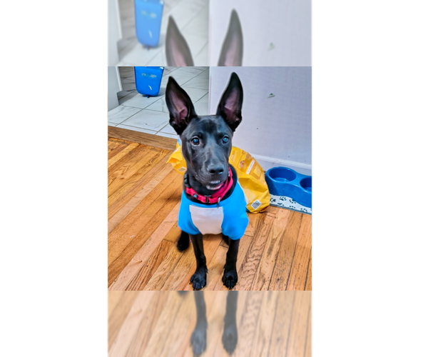 Medium Photo #18 Labrador Retriever-Unknown Mix Puppy For Sale in Brewster, NY, USA