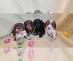 Small Photo #2 Dachshund Puppy For Sale in AIKEN, SC, USA