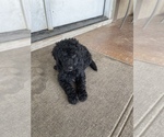 Small Photo #22 Poodle (Standard) Puppy For Sale in BAKERSFIELD, CA, USA