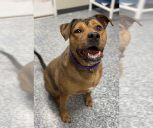 Mutt Dogs for adoption in Bemidji, MN, USA