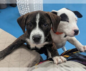 Rascal - Male Labrador Retriever Dog for Adoption - Photo #4