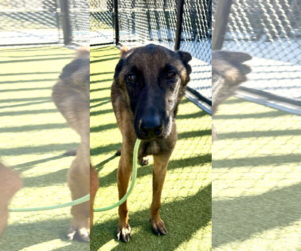 Medium Photo #6 Mutt Puppy For Sale in Stevens Point, WI, USA