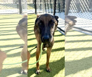 Lorcan Woodley - SC - Male Mutt Dog for Adoption - Photo #6