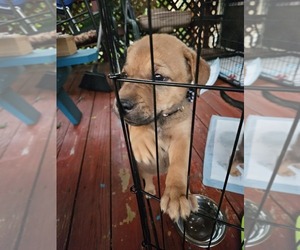 American Pit Bull Terrier-Siberian Husky Mix Puppy for sale in COLORADO SPRINGS, CO, USA